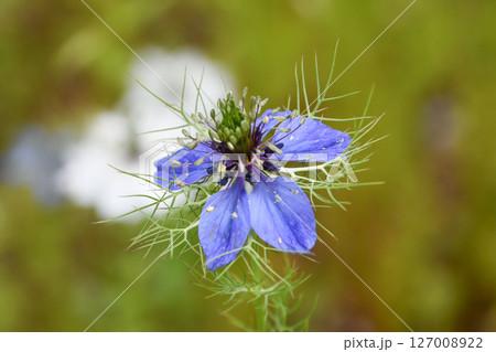 クロタネソウ　Nigella 127008922