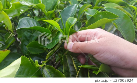 hand holding green tea leaf in the tea plantation hand holding green tea leaf in the tea plantation 127008924