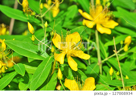 黄色いビヨウヤナギの花（夏、六月） 127008934