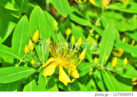 黄色いビヨウヤナギの花（夏、六月） 127008935