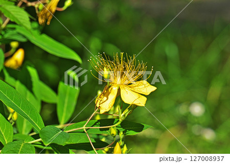 黄色いビヨウヤナギの花(夏、六月) 黄色いビヨウヤナギの花(夏、六月) 127008937