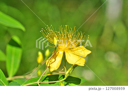 黄色いビヨウヤナギの花(夏、六月) 黄色いビヨウヤナギの花(夏、六月) 127008939