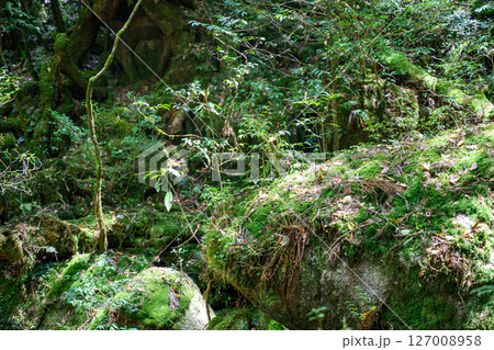木漏れ日に映える苔むす森 木漏れ日に映える苔むす森 127008958