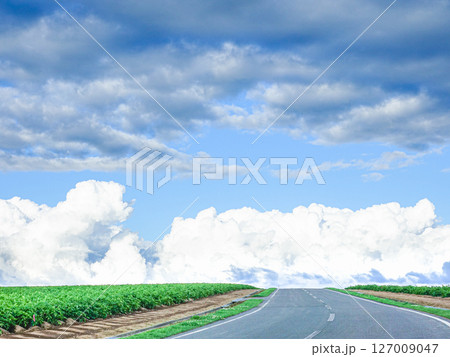 道の向こうに夏雲が広がる夏の北海道のイメージ風景 127009047