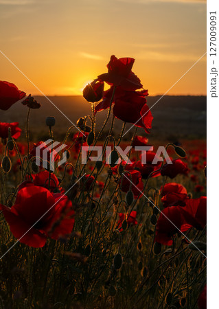 Poppies Sunset Flowers: Red poppies bloom in field during sunset, creating beautiful landscape. Poppies Sunset Flowers: Red poppies bloom in field during sunset, creating beautiful landscape. 127009091