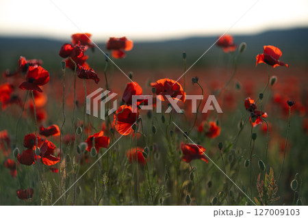 Poppies field sunset: Red flowers bloom at dusk, attracting pollinators for reproduction, outdoor landscape. 127009103