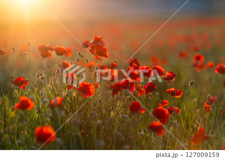 Poppies Field Sunrise: Red poppy flowers bloom in rural field at golden hour for natural beauty. Poppies Field Sunrise: Red poppy flowers bloom in rural field at golden hour for natural beauty. 127009159