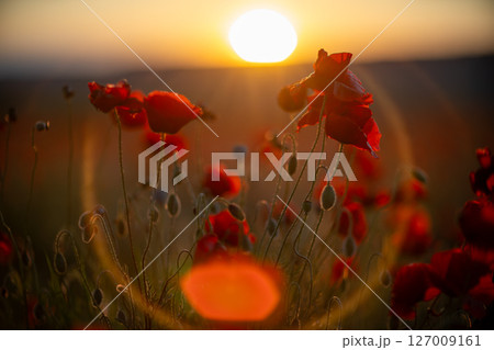 Poppies Sunset Field: Blooming Red Flowers in Meadow During Golden Hour for Serene, Natural Beauty Poppies Sunset Field: Blooming Red Flowers in Meadow During Golden Hour for Serene, Natural Beauty 127009161