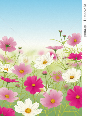 手描き風のコスモスの風景 手描き風のコスモスの風景 127009218