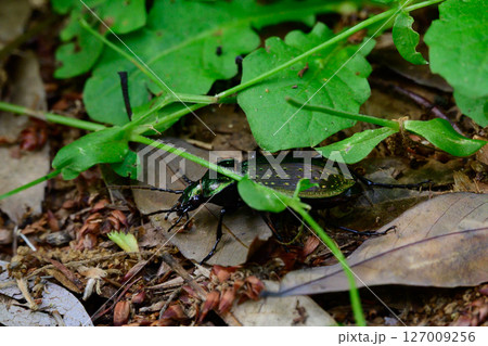 アオオサムシ 127009256