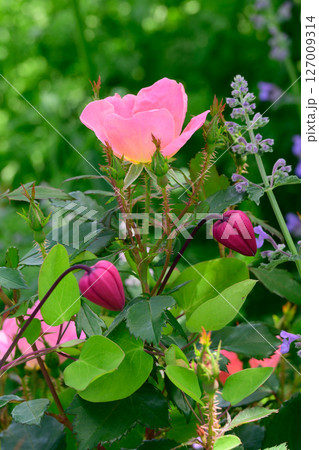 ピンクの薔薇と赤い蕾の花 ピンクの薔薇と赤い蕾の花 127009314