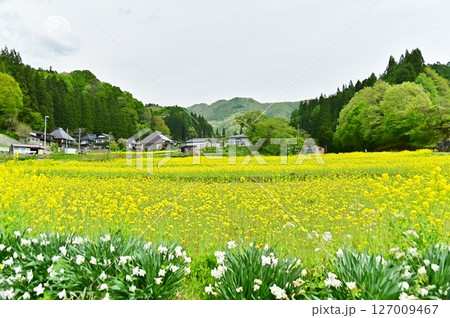 白い水仙と菜の花が満開の春の風景 127009467