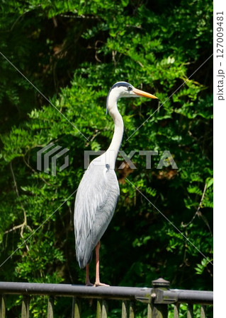 アオサギ アオサギ 127009481