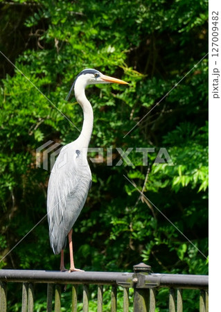 アオサギ 127009482