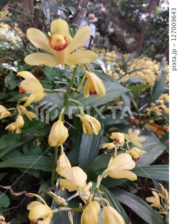 かわいいガンゼキランの花(牧野公園) かわいいガンゼキランの花(牧野公園) 127009643