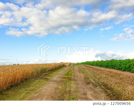 青空と農道の夏の北海道のイメージ風景 青空と農道の夏の北海道のイメージ風景 127009656