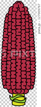 フラットカラーで描かれたとうもろこしのイラスト フラットカラーで描かれたとうもろこしのイラスト 127009767
