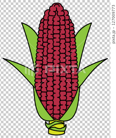 フラットカラーで描かれたとうもろこしのイラスト フラットカラーで描かれたとうもろこしのイラスト 127009773