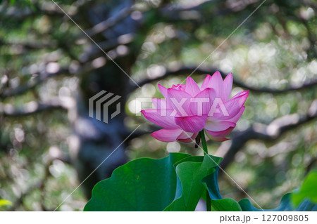 ハスの花のある風景 127009805