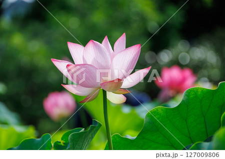 蓮の花、清浄なる花 127009806
