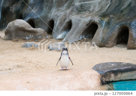 コガタペンギン コガタペンギン 127009864