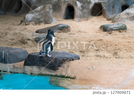 コガタペンギン コガタペンギン 127009871