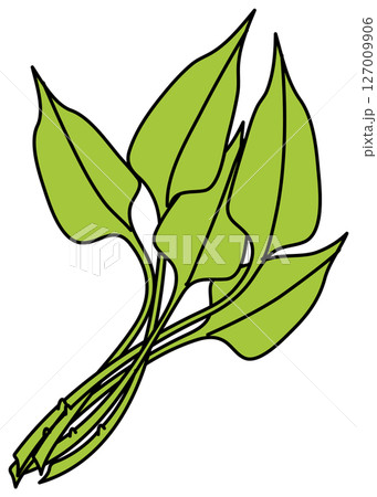 フラットカラーで描かれた空心菜のイラスト 127009906