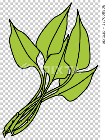 フラットカラーで描かれた空心菜のイラスト 127009906