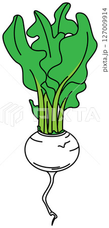 フラットカラーで描かれたかぶのイラスト 127009914