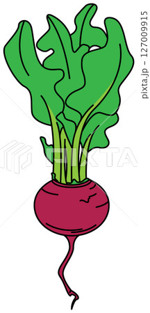 フラットカラーで描かれたかぶのイラスト 127009915