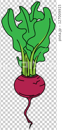 フラットカラーで描かれたかぶのイラスト 127009915