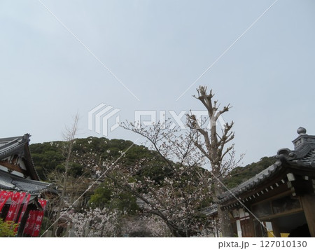 大本山須磨寺 大本山須磨寺 127010130