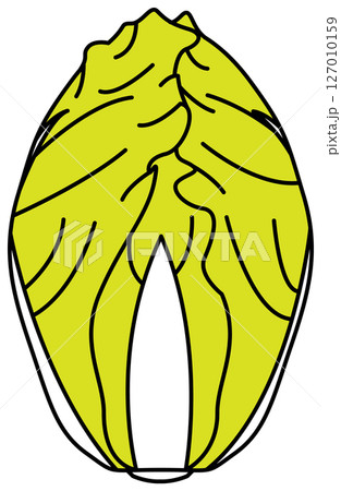 フラットカラーで描かれた白菜のイラスト 127010159
