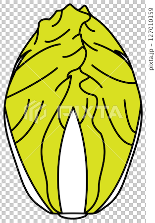 フラットカラーで描かれた白菜のイラスト 127010159