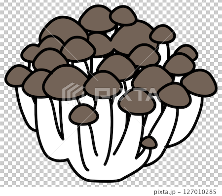 Shimeji mushroom illustration drawn in flat color 127010285