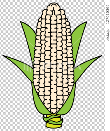 Corn illustration drawn in flat colors Corn illustration drawn in flat colors 127010369