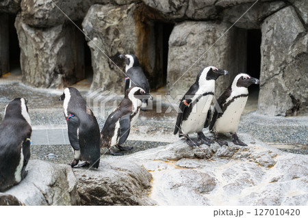 ケープペンギン 127010420