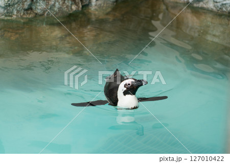 ケープペンギン 127010422