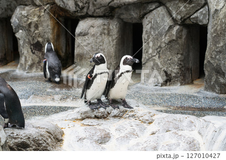 ケープペンギン 127010427
