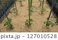 家庭菜園のオクラの苗、6月 127010528