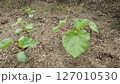 家庭菜園のオクラの苗、6月 127010530