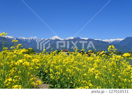 五月晴れの安曇野 北アルプスと菜の花畑 127010531