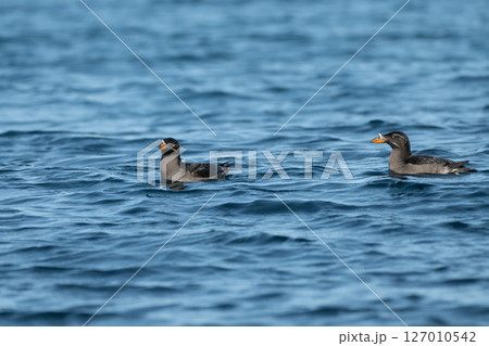 ウトウの泳ぎ ウトウの泳ぎ 127010542
