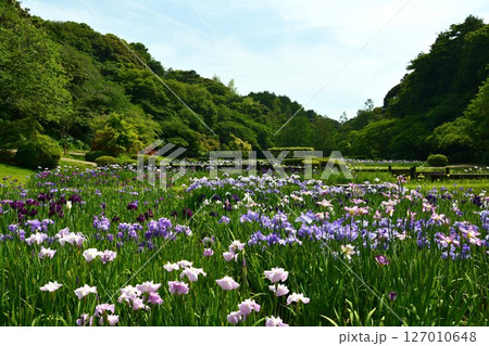 はままつフラワーパークの花菖蒲園 はままつフラワーパークの花菖蒲園 127010648