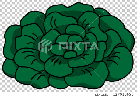 Colored whole tatsoi illustration Colored whole tatsoi illustration 127010650