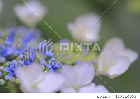 紫陽花 127010653