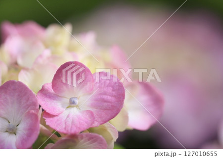 紫陽花 127010655