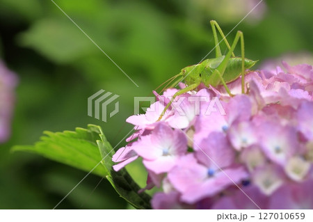 紫陽花 127010659