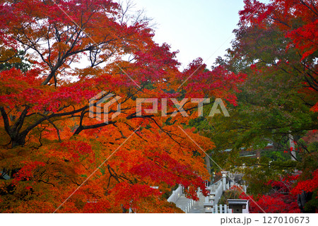 関東・紅葉の大山詣り・大山阿夫利神社駅から進むイメージ、紅葉越しに見る下社・神奈川県伊勢原市(1) 127010673