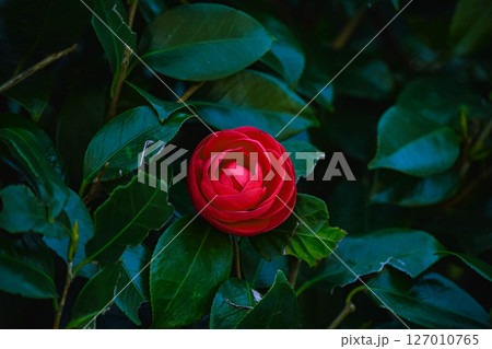 赤い花 127010765